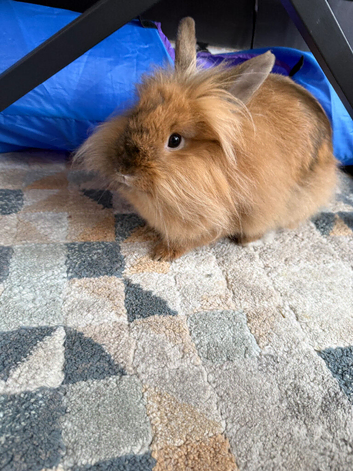 Mini Lop, Lion Head