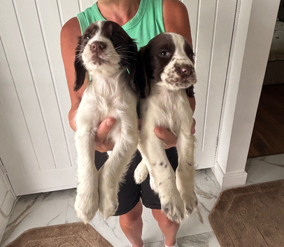 Sprocker puppies