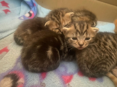 Kittens ready 1st week in June