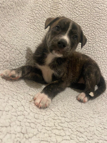10 beautiful lurcher puppies