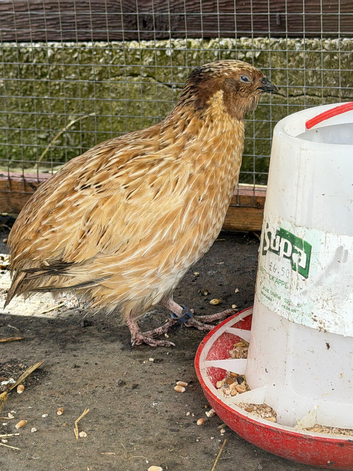 1x male quail