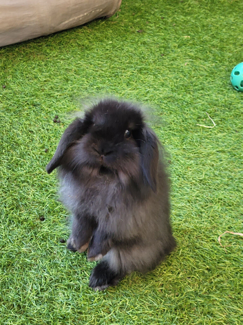 Beautiful Mini Lion Lop - ONE LEFT