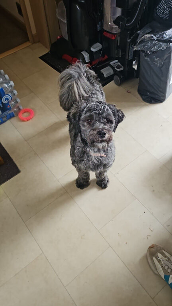 9 month old shihpoo, Coco