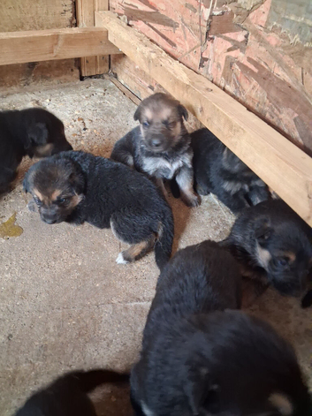 Gorgeous German Shepherd puppies
