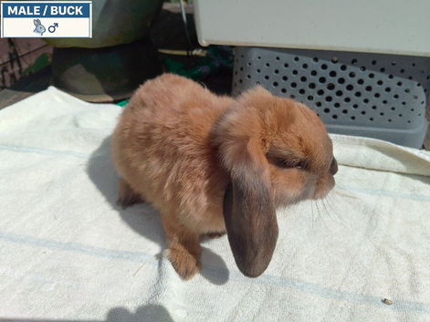 Pretty Female & Male Minilop Baby Rabbits