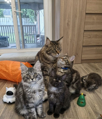 Tested SMA,PK,HCM,Only 1 boy left. Maine Coon Kittens