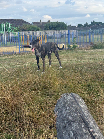 8 month old puppy