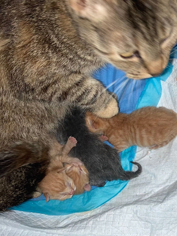 10 week old kittens