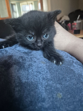 Beautiful fluffy kittens