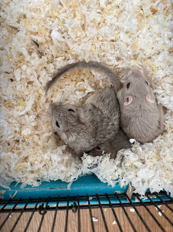Adorable Gerbils for sale