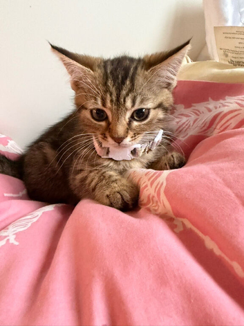 Female bengal kitten 10week old