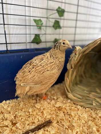 Two female quail