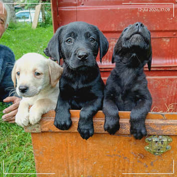 Labrador puppies
