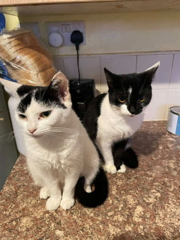 Harley and Helmet female cats 6 months old