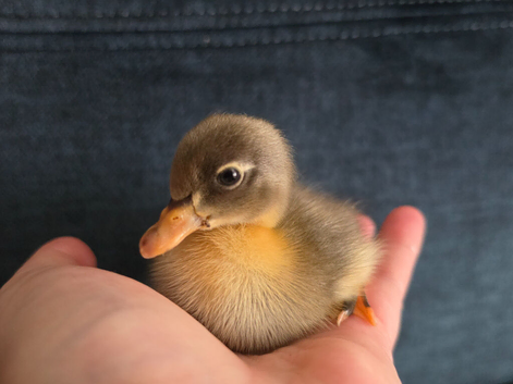 Indian runner ducklings