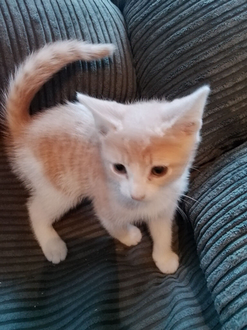 Mixed breed kittens looking for their forever homes