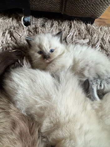 3 Lovely  kittens