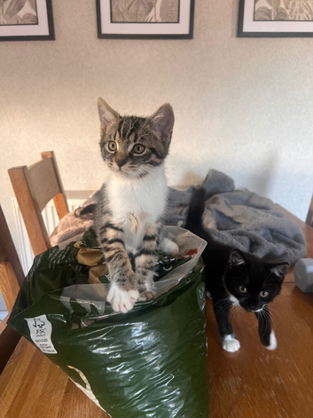Ragdoll/russian blue/mix kittens