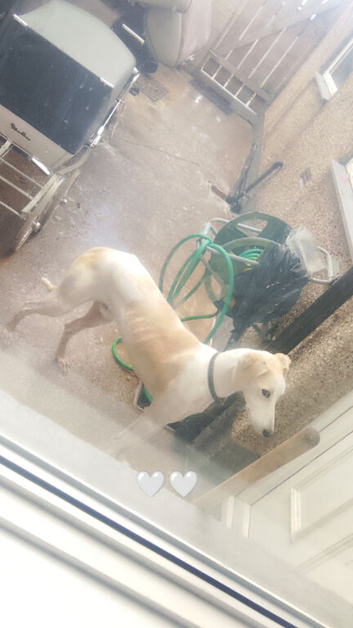 Cream and white lurcher