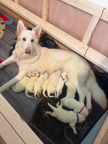 White Swiss shepherd puppies