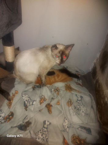 Kittens