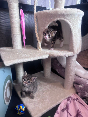 Beautiful boy kittens