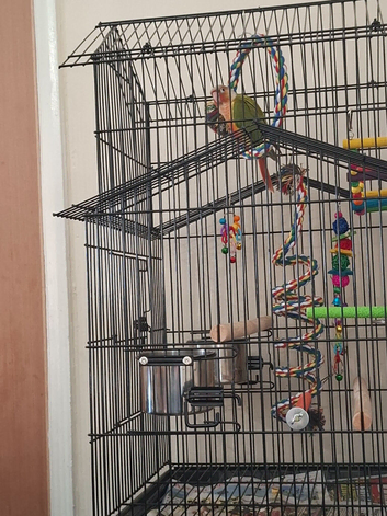 Pinapple conure hand tame