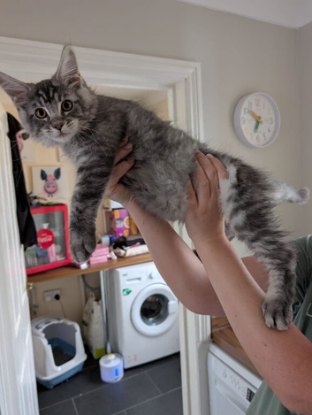 Maine Coon Kittens