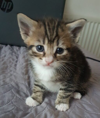Beautiful 10‑week‑old kitten &mdash; ready to leave.