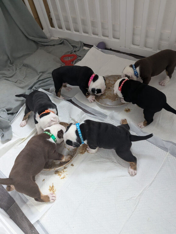 Old English Bulldog puppies