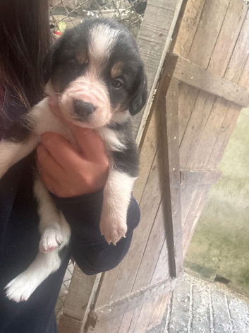 Border collie x beagle pups