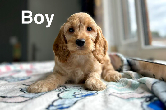 Adorable cockapoo girl and boys , 9 weeks old