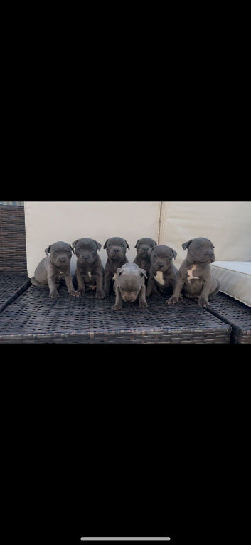 classical blue staffys