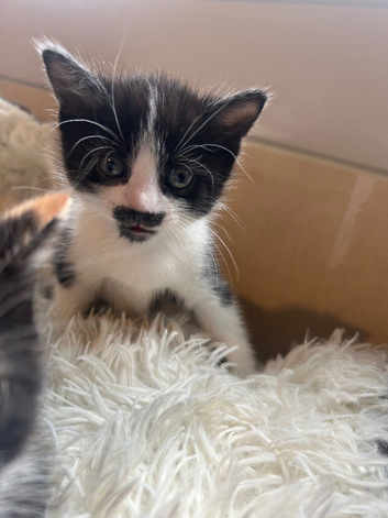 3 kittens ready for their new homes!!