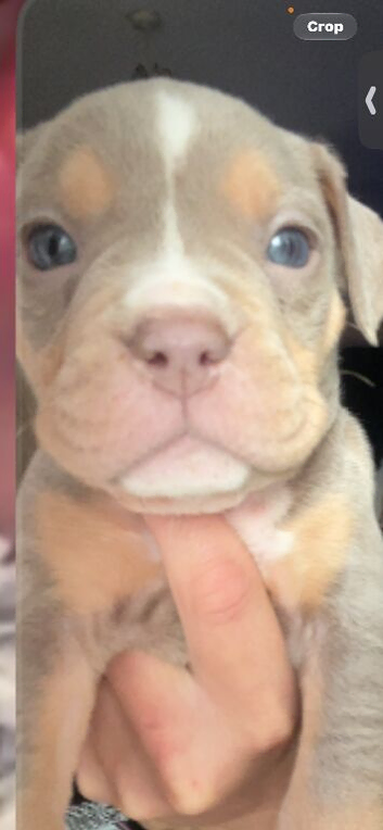 Absolutely stunning American bully's 8 weeks old