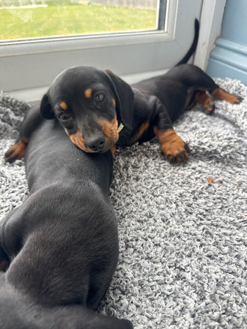 Kc reg Reduced Last remaining girl  miniature dachshund puppies