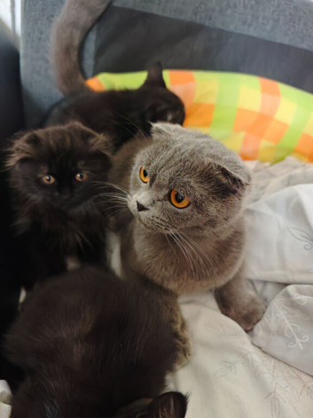 Scottish fold kittens