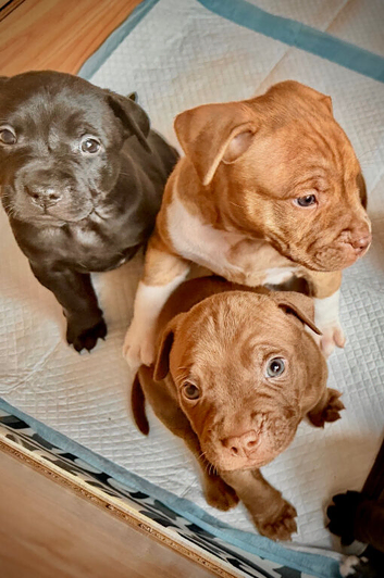 Staffy puppies