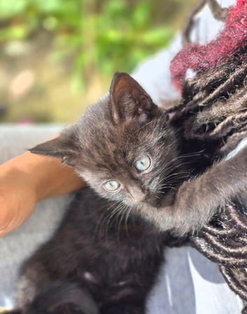 Black Tabby Kittens
