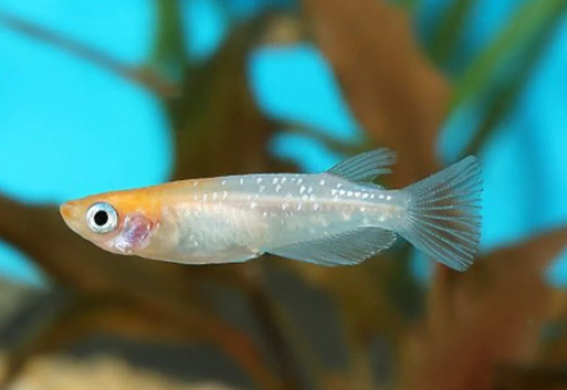 Kohaku Lame Medaka ricefish eggs (eggs only)