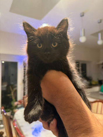 Dark grey brownish tabby kitten