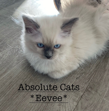 TICA Registered Ragdoll Kittens
