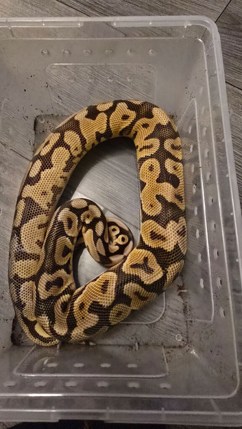 Enchi pastel hypo royal python male with setup