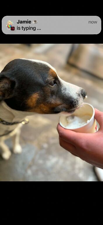 Diego looking for his forever home