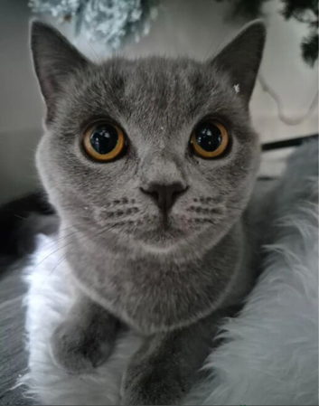 British shorthair kittens