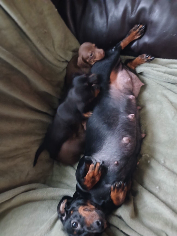 Dachshund Puppies for Sale