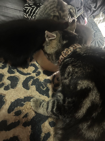 Maine coon cross