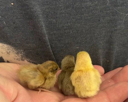 Button quail chicks & hatching eggs 50p!!