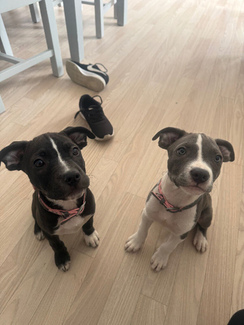 Beautiful staffy pups