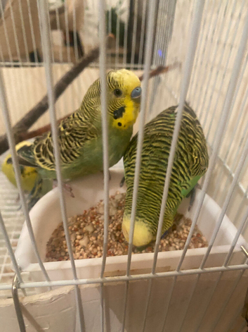 Budgies